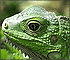 Puzzle: Big Green Chameleon